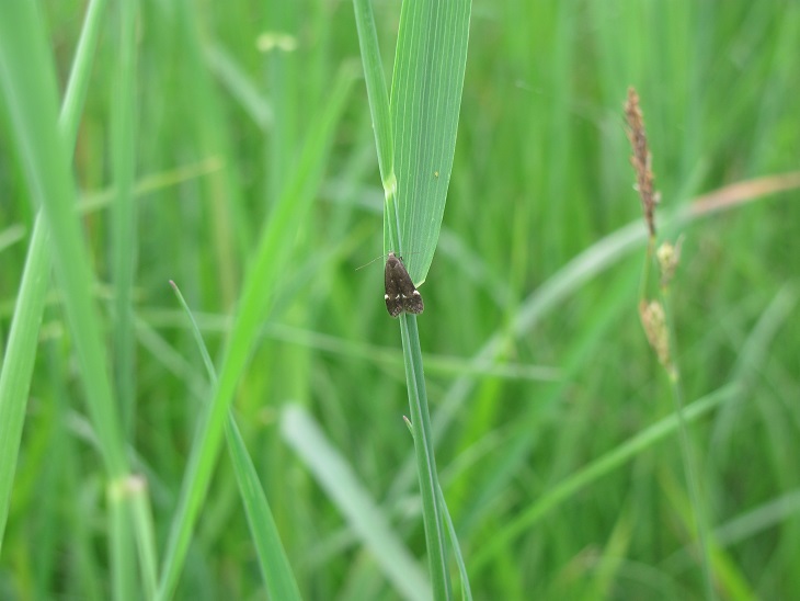 Gelechiidae? da ID .  Syncopacma sp